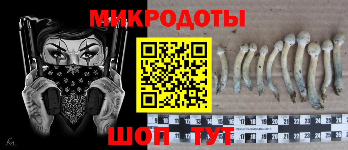 Псилоцибиновые грибы Psilocybe Чернушка